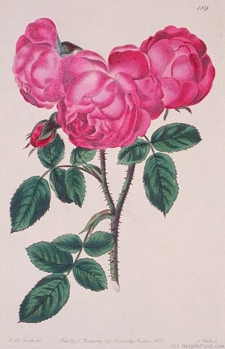 'Duke of Wellington (china, Calvert)' rose photo