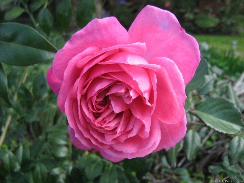 'Marjory Palmer' rose photo
