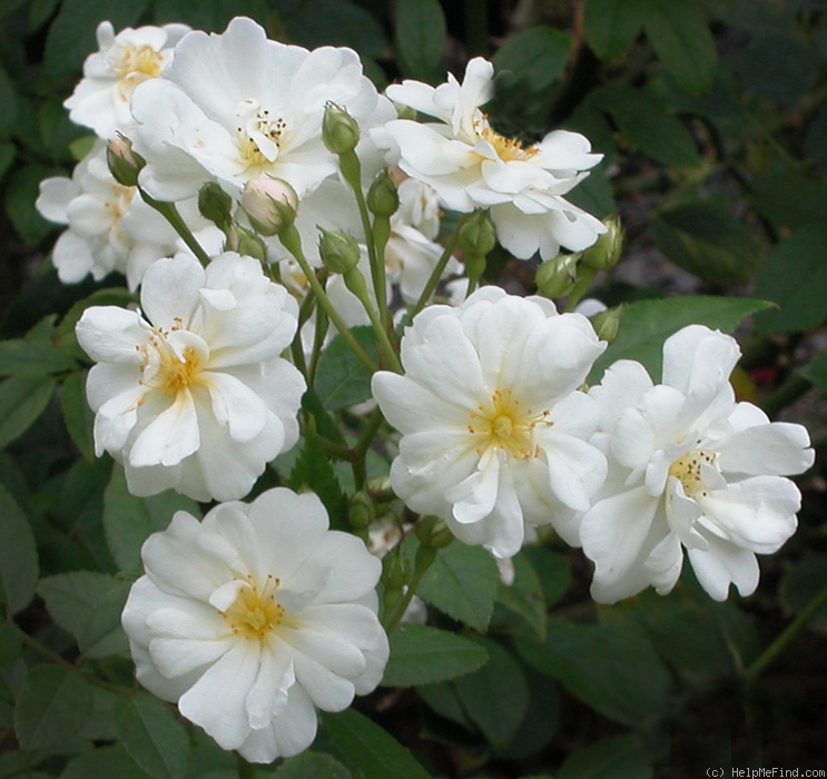 'Gourmet Popcorn' rose photo