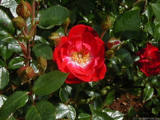 'Little Buckaroo' rose photo