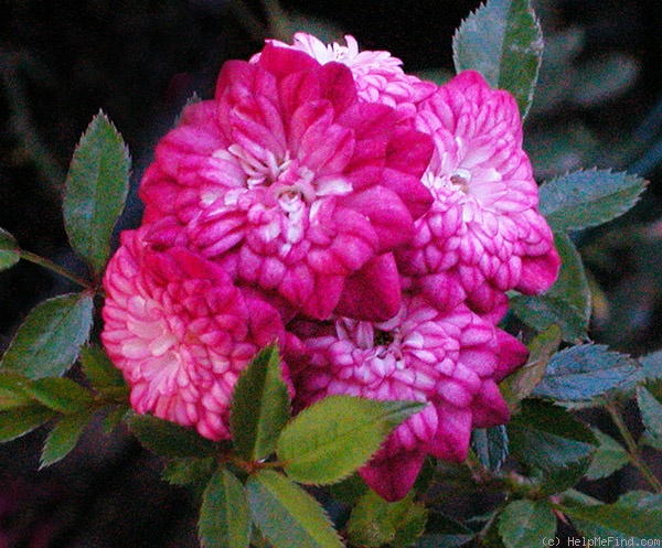 'Elfinglo' rose photo