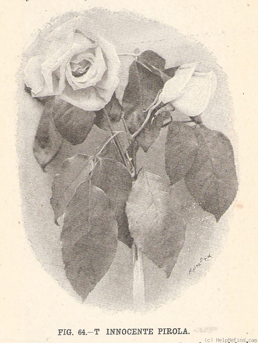 'Innocente Pirola' rose photo