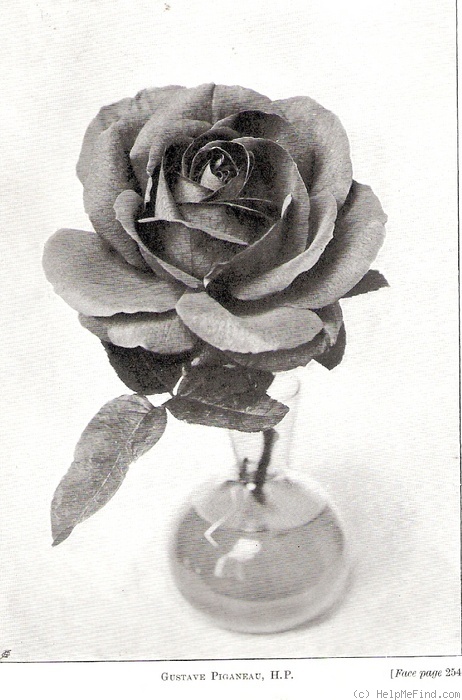 'Gustave Piganeau' rose photo