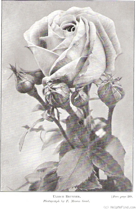 'Ulrich Brunner' rose photo