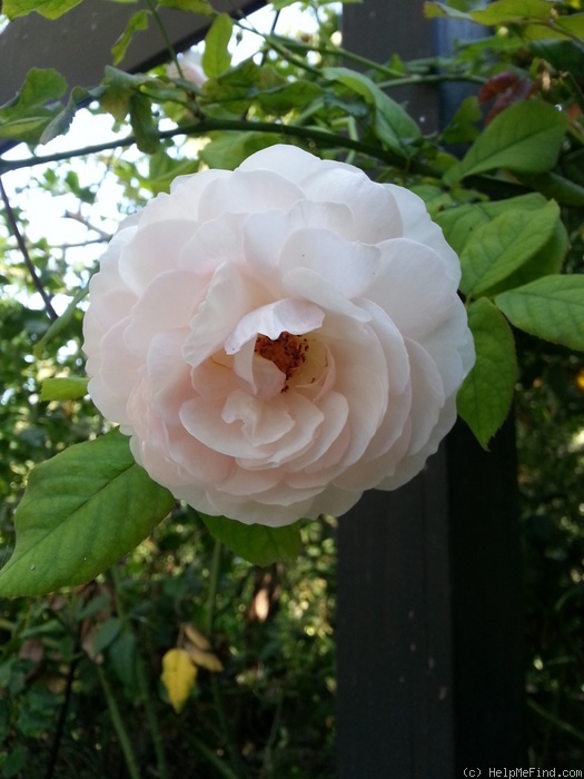 'Heritage ®' rose photo