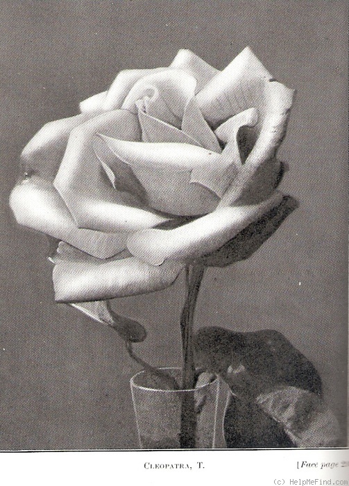 'Cleopatra (tea, Bennett, 1889)' rose photo