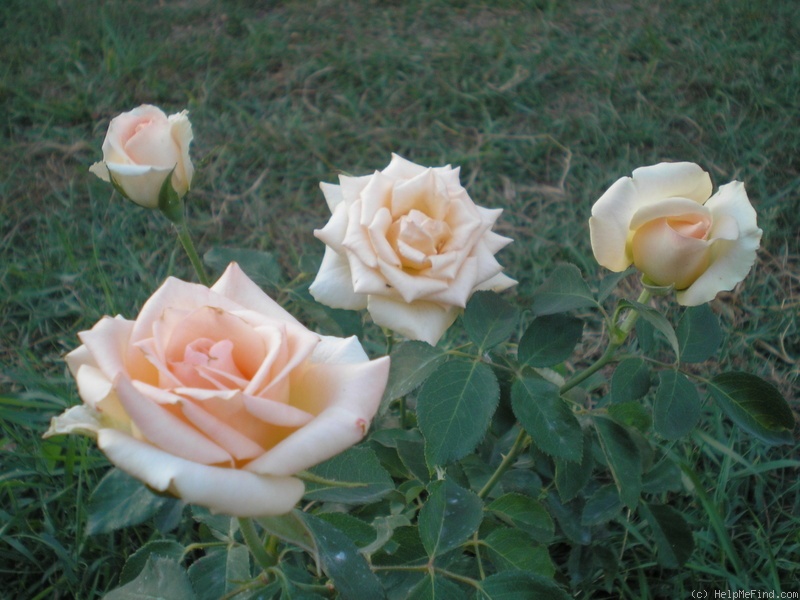 'Versilia®' rose photo