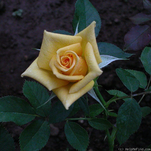 'June Laver' rose photo