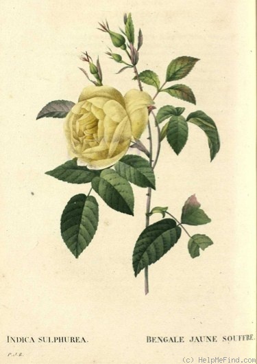 'Bengale jaune souffre' rose photo