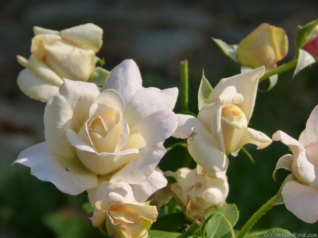 'Hermann-Hesse-Rose ®' rose photo