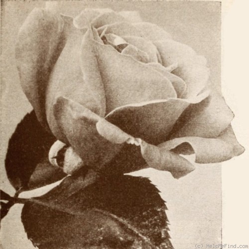 'Gaiety (hybrid tea, Hill, 1926)' rose photo