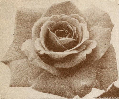'Crimson Beauty (hybrid tea, Dingee & Conard, 1930)' rose photo
