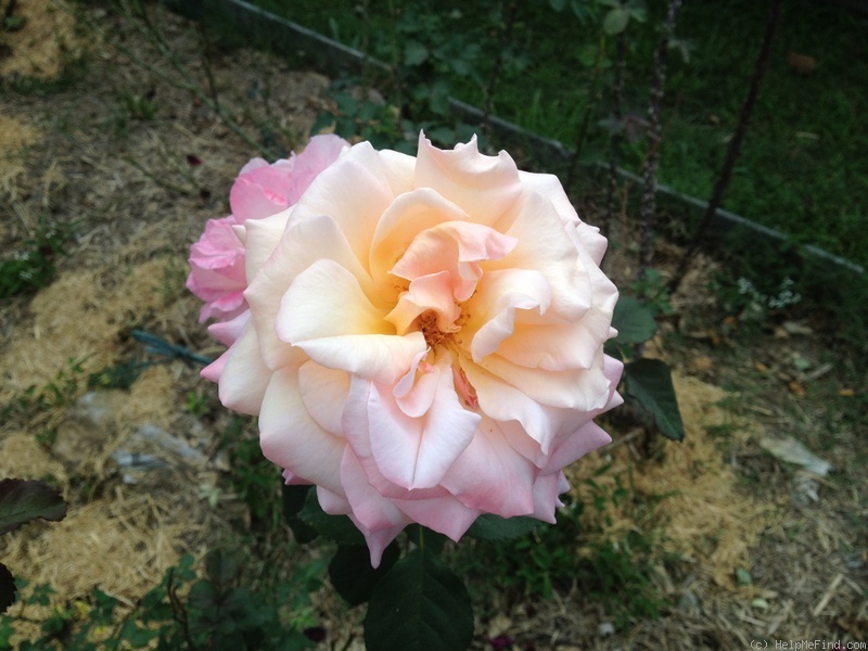 'Pure Bliss ™ (hybrid tea, Dickson, 1994)' rose photo