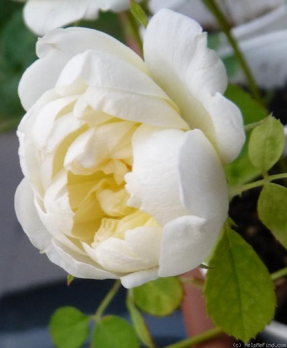 'Zitronensorbet' rose photo