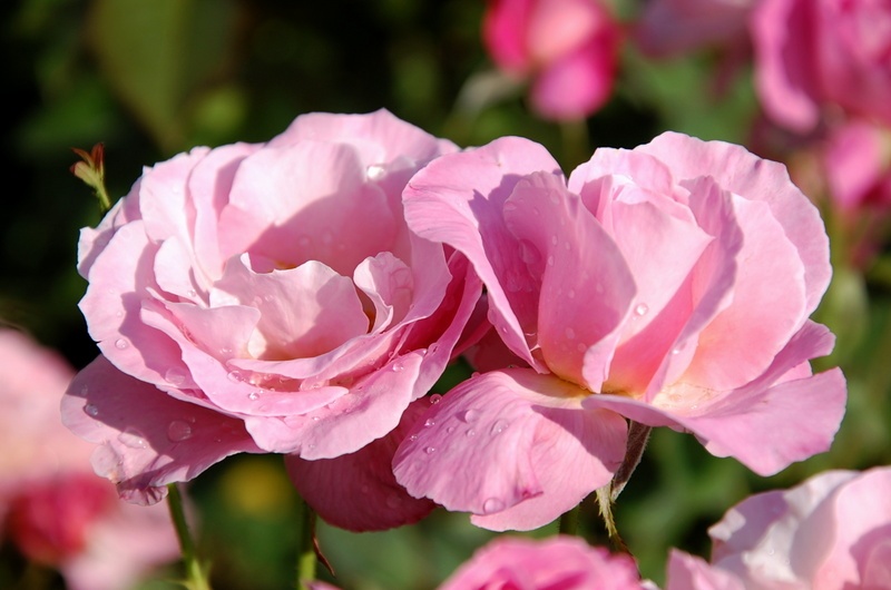 'Grande-Duchesse Maria Teresa' rose photo