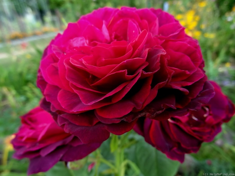 'Astrid Gräfin von Hardenberg' rose photo