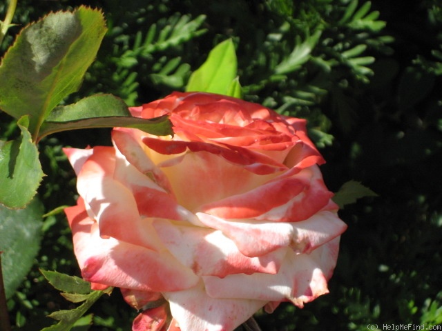 'Empress Farah' rose photo