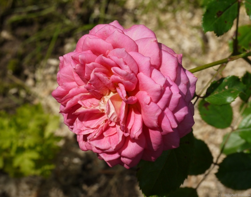 'Jubilee Celebration (shrub, Austin, 2002)' rose photo