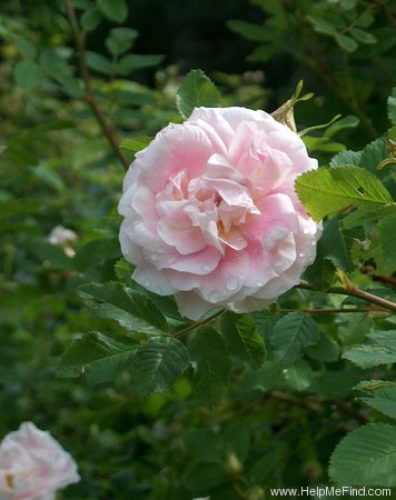 'Martin Frobisher' rose photo