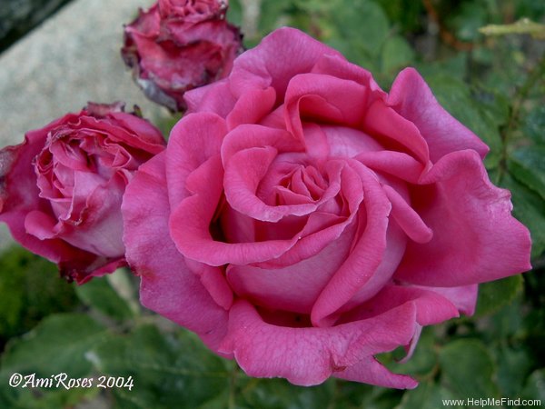 'Rushton Radclyffe' rose photo