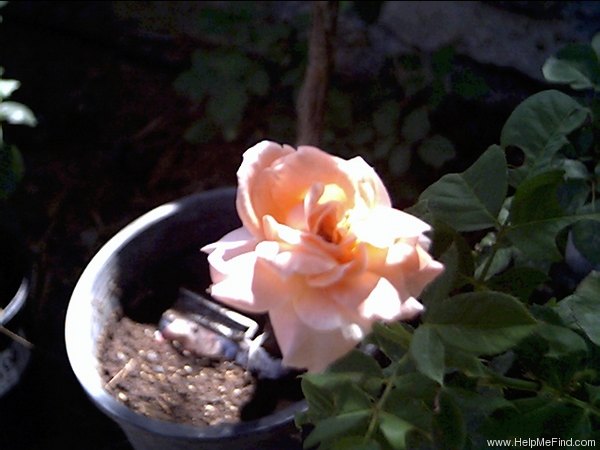 'Sonia (hybrid tea, Meilland, 1973)' rose photo