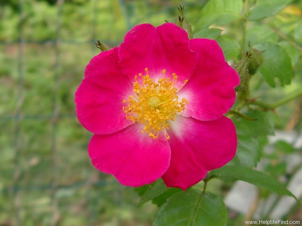 'American Pillar' rose photo