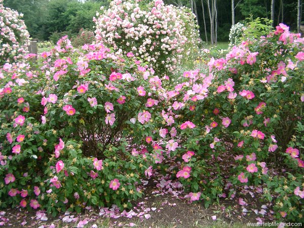 'Complicata' rose photo