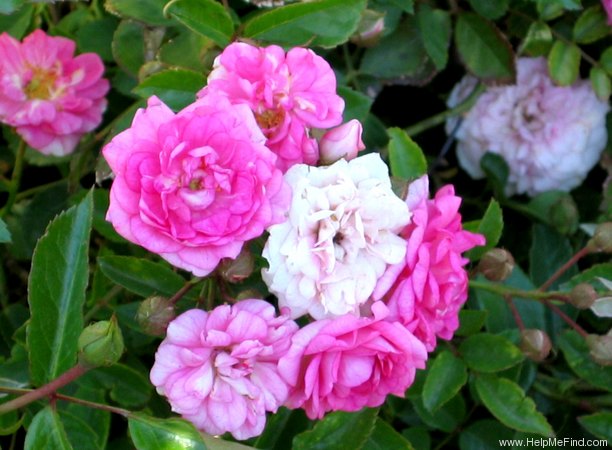 'Dawn Creeper ™' rose photo