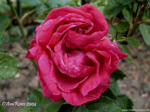 'Madame Henri Pereire' rose photo