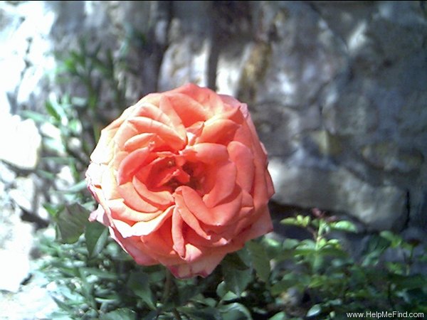 'America (Large Flowered Climber, Warriner, 1976)' rose photo