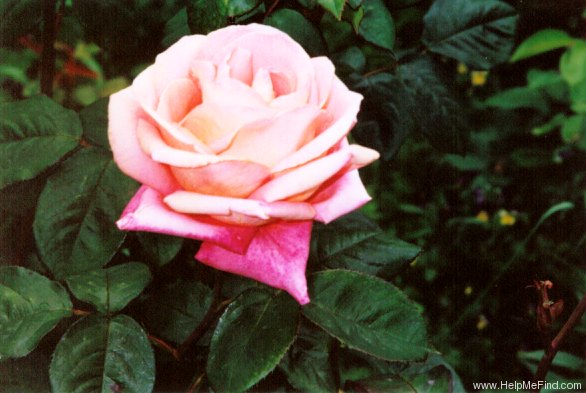 'Folklore (Hybrid Tea, Kordes, 1977)' rose photo