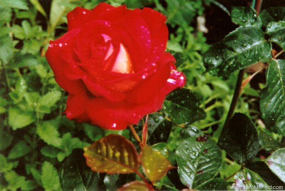 'Gypsy Carnival ™' rose photo