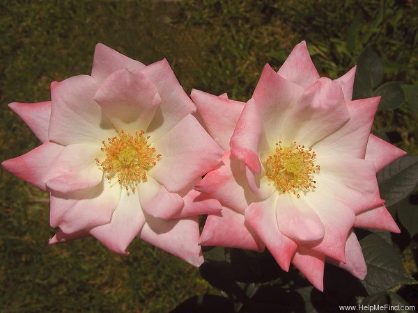 'Pink Topaz' rose photo