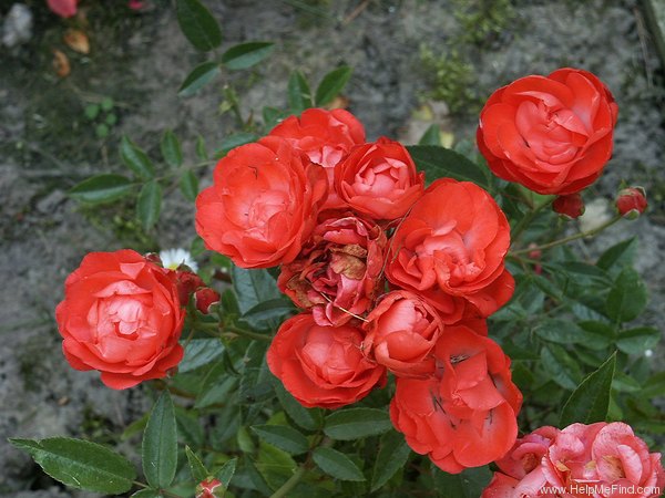'Orange Morsdag' rose photo