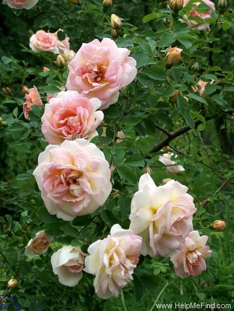 'Frühlingsduft (Hybrid Spinossima, Kordes, 1949)' rose photo