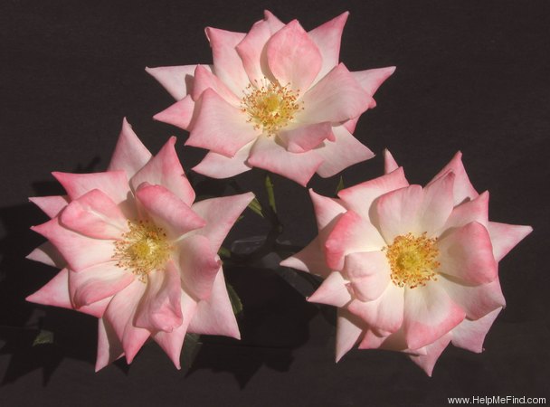 'Pink Topaz' rose photo
