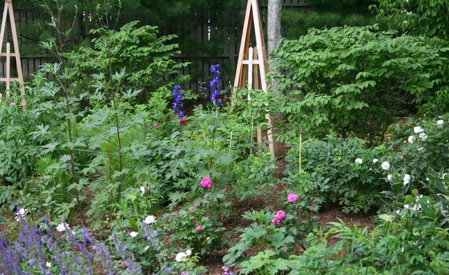 'Roselovr in East Hampton's Garden'  photo