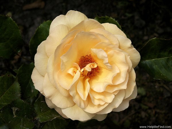 'Release' rose photo