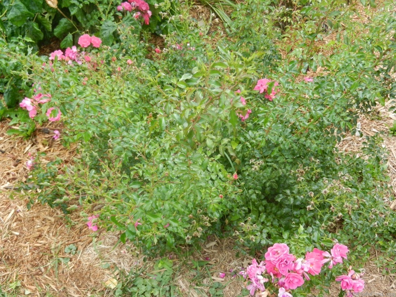 'Sweet Vigorosa ™' rose photo