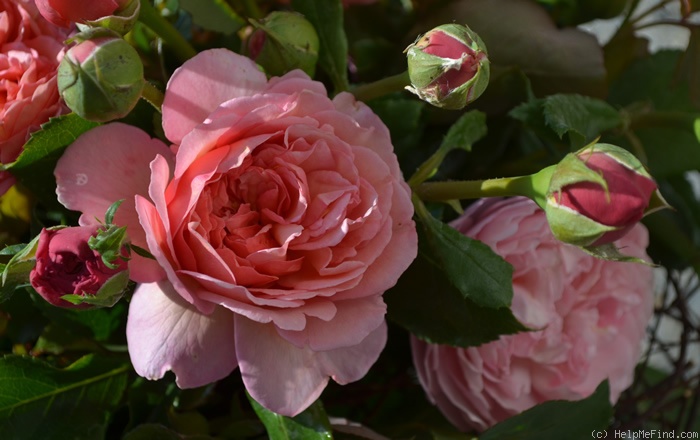 'Schloss Wildegg' rose photo