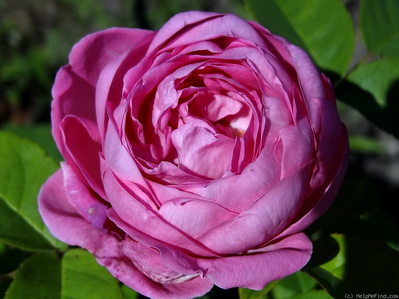 'Comtesse Cécile de Chabrillant' rose photo
