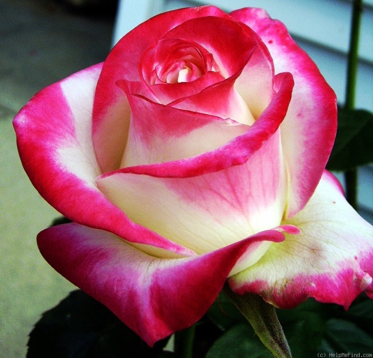 'Bold and Beautiful (hybrid tea, Wright 2010)' rose photo