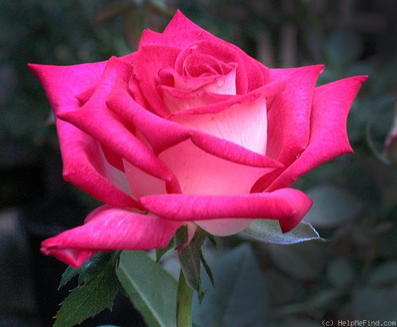 'Lolo' rose photo