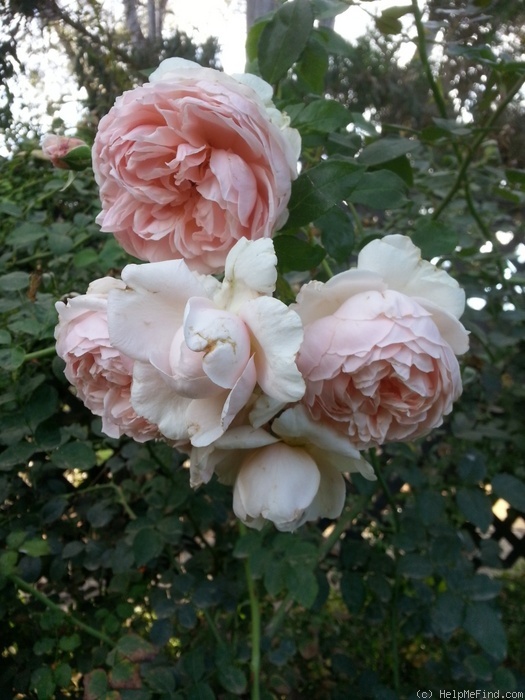 'Wildeve' rose photo