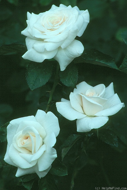 'Opulence (hybrid tea, Zary 1997)' rose photo