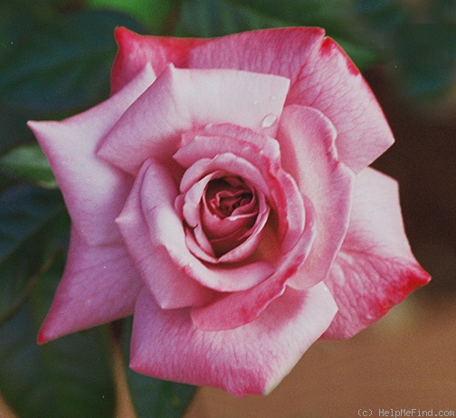 'Paradise ™ (hybrid tea, Weeks 1975)' rose photo