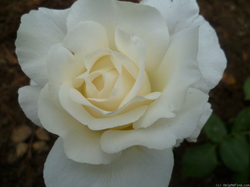 'Thérèse de Lisieux ®' rose photo
