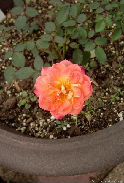 'OEPC' rose photo