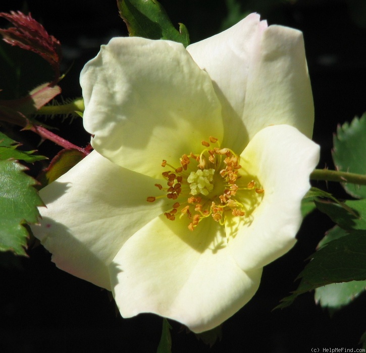 '08MWIR01' rose photo