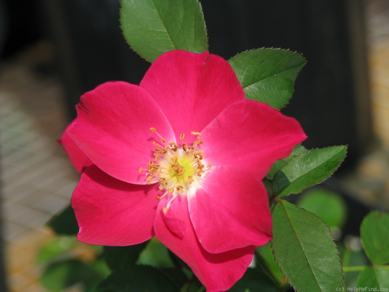 '12RIP01' rose photo
